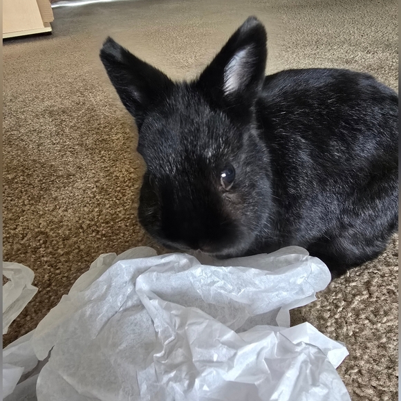 10mm Austrailian Zebra Jasper - Picture 9 of 9
